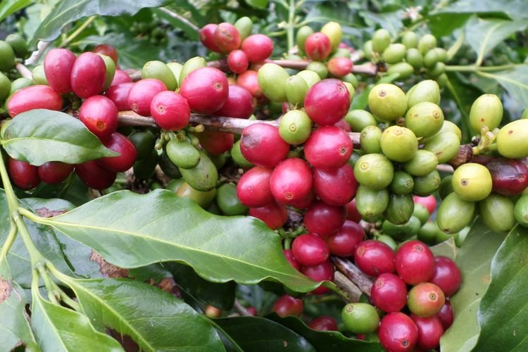 Gayo Coffee is one of Unique Coffee Selections Excluding Robusta and Arabica High quality coffee