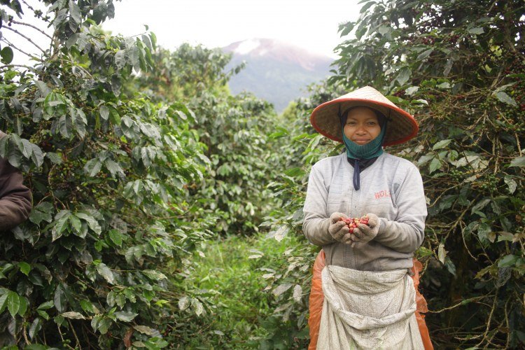 Indonesia Is Best Coffee Producing Countries High quality coffee