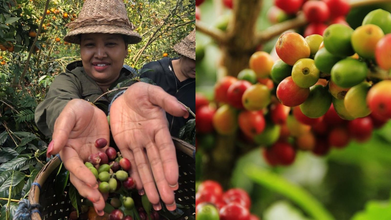 List Of Specialty Coffee Varieties from Indonesia High quality coffee